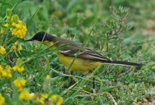 Cutrettola (Motacilla feldegg)